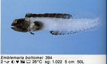 Emblemaria bottomei